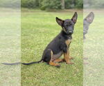 Small #3 Mutt