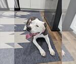 Small #2 American Pit Bull Terrier Mix