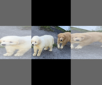 Small Photo #7 Great Pyrenees-Pyredoodle Mix Puppy For Sale in SPARKS, GA, USA