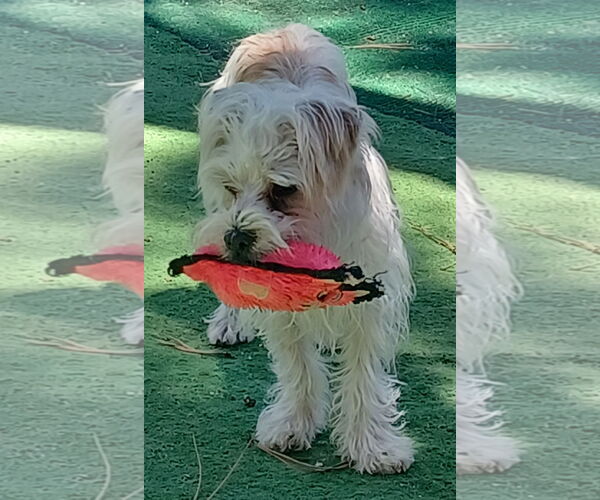 Medium Photo #4 Shih Tzu-Unknown Mix Puppy For Sale in Colorado Springs, CO, USA
