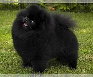 Father of the Pomeranian puppies born on 03/09/2022