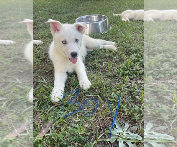 Medium Photo #6 Siberian Husky Puppy For Sale in HILLISTER, TX, USA