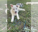 Small #5 Siberian Husky