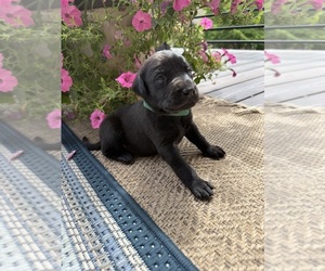 Medium Labrador Retriever
