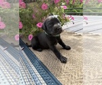 Puppy Diego Labrador Retriever