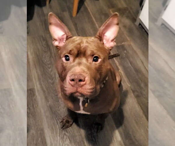 Medium Photo #3 Mutt Puppy For Sale in Strongsville, OH, USA