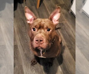 Calvin - Male Mutt Dog for Adoption - Photo #3
