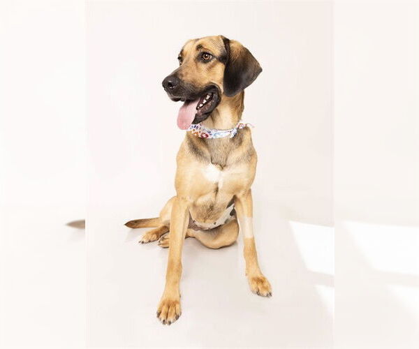 Medium Photo #2 Treeing Walker Coonhound Puppy For Sale in Ogden, UT, USA