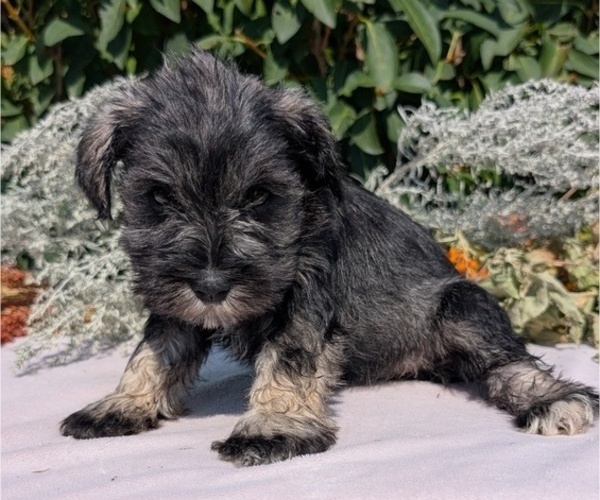Medium Photo #50 Schnauzer (Miniature) Puppy For Sale in GOSHEN, IN, USA