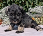 Small #1 Schnauzer (Miniature)