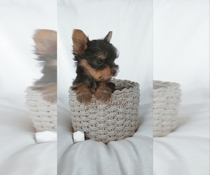 Yorkshire Terrier Puppy for sale in ORCHARDS, WA, USA