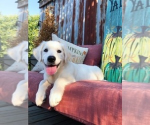 English Cream Golden Retriever Puppy for sale in KOPPERL, TX, USA