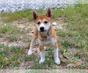 Shiba Inu Puppy for sale in CLARK, MO, USA