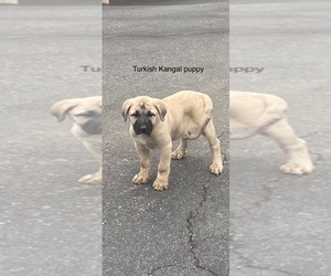 Kangal Dog Puppy for sale in MILPITAS, CA, USA