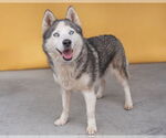 Small #1 Siberian Husky