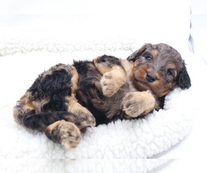 Miniature Bernedoodle Puppy for sale in TAMPA, FL, USA