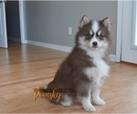 Small #1 Pomsky