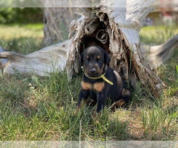 Medium Photo #11 Doberman Pinscher Puppy For Sale in CHEYENNE, WY, USA