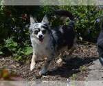 Small Photo #1 Chihuahua Puppy For Sale in NEWVILLE, PA, USA
