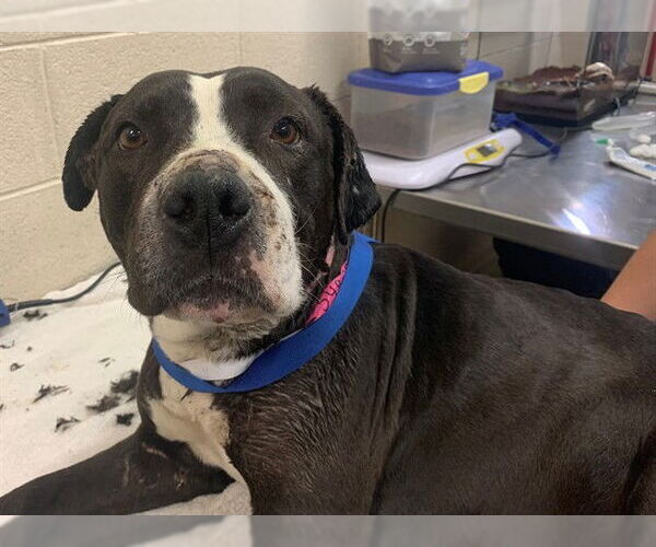 Medium Photo #1 Mutt Puppy For Sale in Moreno Valley, CA, USA