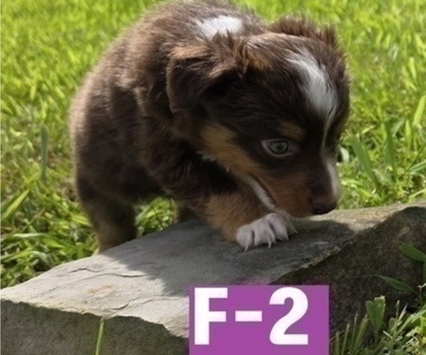 Medium Photo #6 Miniature Australian Shepherd Puppy For Sale in EVERTON, MO, USA
