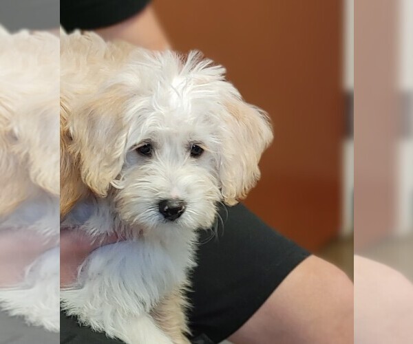 Medium Photo #2 Miniature Labradoodle Puppy For Sale in CALHOUN, GA, USA