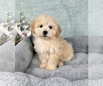 Small #1 Maltipoo