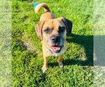 Small Puggle