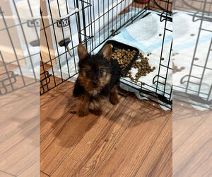Yorkshire Terrier Puppy for sale in MOUNT CLEMENS, MI, USA