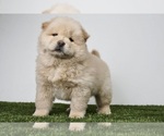 Puppy 5 Chow Chow