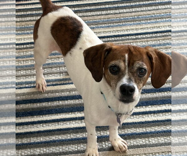 Medium Photo #1 Doxle Puppy For Sale in Batavia, OH, USA
