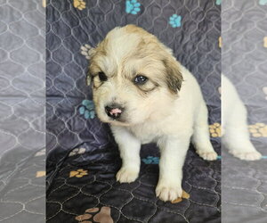 Merida - Female Great Pyrenees Dog for Adoption - Photo #10