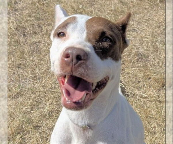 Medium Photo #2 American Foxhound-Unknown Mix Puppy For Sale in Houston, TX, USA