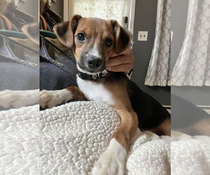 Beagle Dogs for adoption in Parker Ford, PA, USA