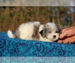 Small #7 Goldendoodle (Miniature)