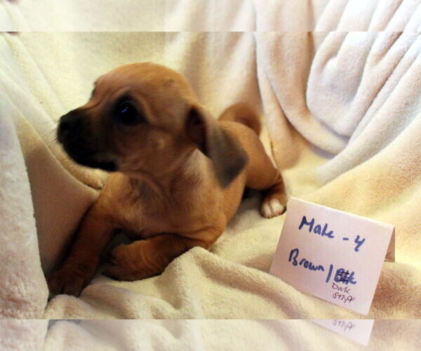 Medium Photo #4 Chiweenie Puppy For Sale in Imperial Beach, CA, USA