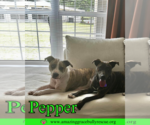 Small #3 American Staffordshire Terrier Mix