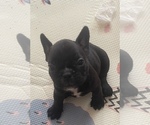 Puppy 2 French Bulldog