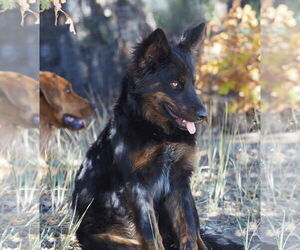 Whiskey - Female Mutt Dog for Adoption - Photo #2