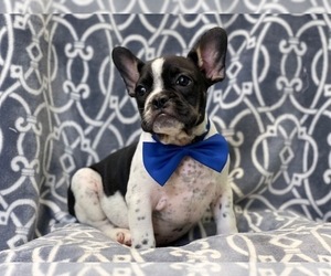 French Bulldog Dog for Adoption in LAKELAND, Florida USA