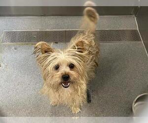 Silky Cairn Dogs for adoption in Orange, CA, USA