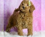 Small #3 Goldendoodle (Miniature)