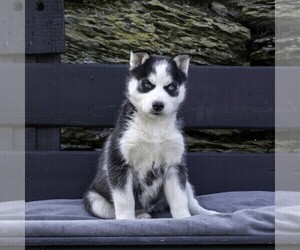 Siberian Husky Puppy for sale in KINZERS, PA, USA