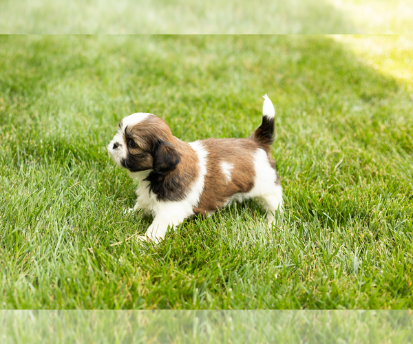 Medium Photo #3 Shih Tzu Puppy For Sale in NAPPANEE, IN, USA