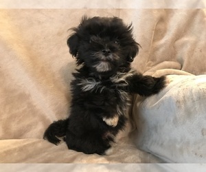 Maltipoo Puppy for sale in GRAY COURT, SC, USA