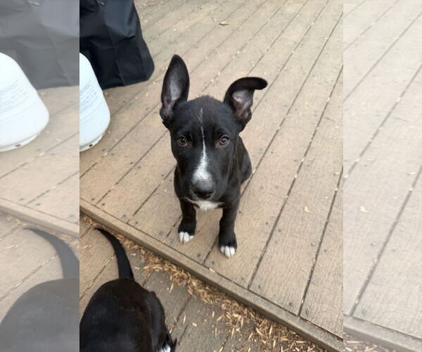 Medium Photo #1 Mutt Puppy For Sale in Fort Collins, CO, USA