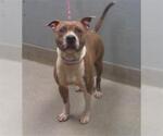 Small American Pit Bull Terrier Mix
