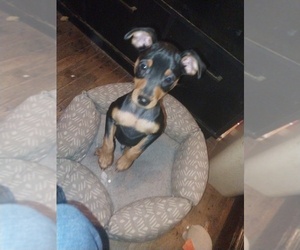 Miniature Pinscher Puppy for sale in LOUISVILLE, IL, USA