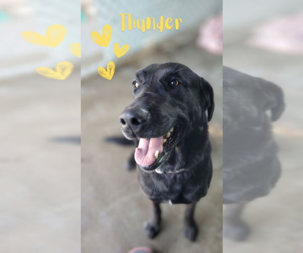 Medium Photo #5 Labrador Retriever-Unknown Mix Puppy For Sale in Monte Vista, CO, USA