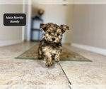 Small #2 Morkie